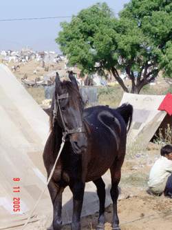 Horse at the Paskar Camel Market in India